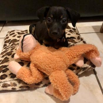 Mia, Dachshund (Pelo Largo)