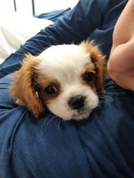 Iris, Cavalier King Charles Spaniel