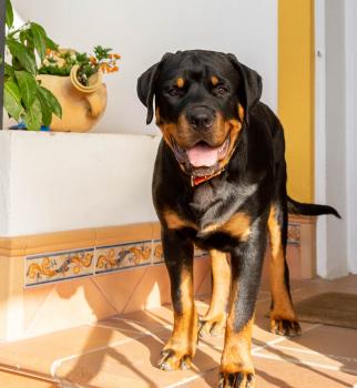 De Bedia, Rottweiler