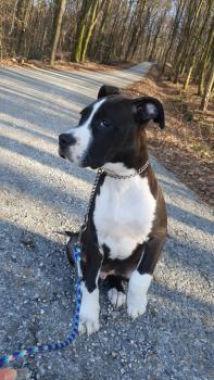 Ares, American Staffordshire Terrier