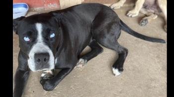 Lola, Otros perros