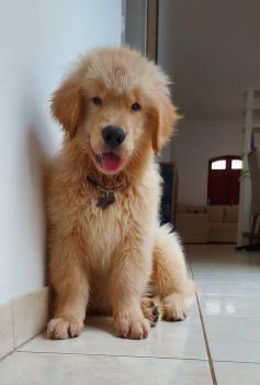 Bento, Golden Retriever