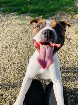 Pako, Staffordshire Bull Terrier