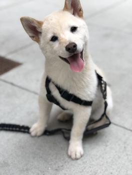 Jimba, Shiba Inu Japonés