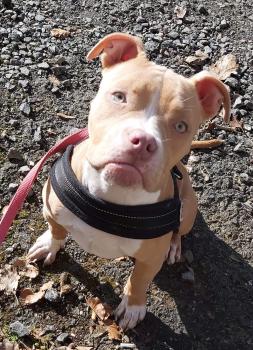 Hope, American bulldog