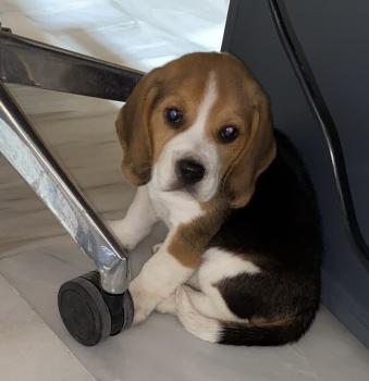 Cholo, Beagle