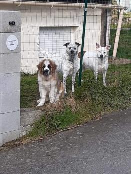 Rosita, San Bernardo