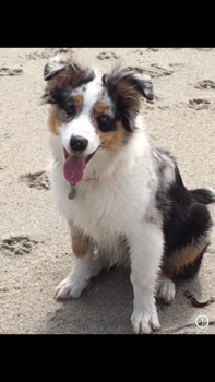 Ruby, Pastor Australiano