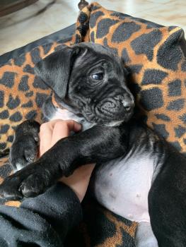 shanelle, Cane Corso