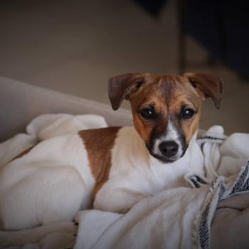 Rhapsodie, Parson Jack Russell Terrier (De Pelaje Corto - Suave)