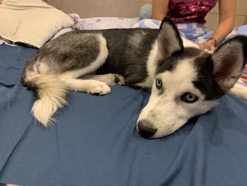 Frida, Husky Siberien