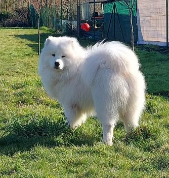 Rickynaï, Samoyede