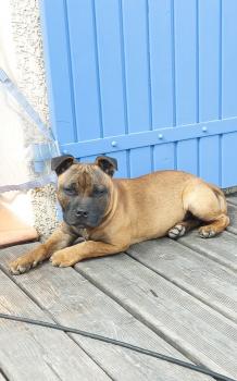 Raïser, Staffordshire Bull Terrier