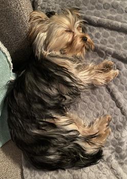 Rose, Yorkshire Terrier