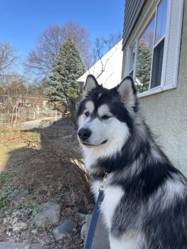 Milo, Malamute De Alaska