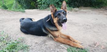 Ruffos, Perro Pastor Alemán