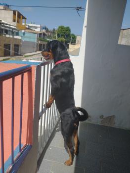 Kira, Rottweiler