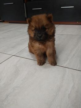 Pucca, Chow Chow