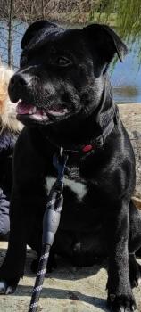 Rafal, Staffordshire Bull Terrier