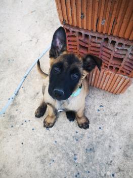 Lara, Pastor Belga Malinois
