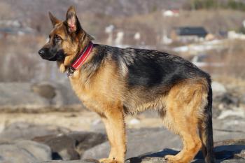 Ayla, German Shepherd Dog