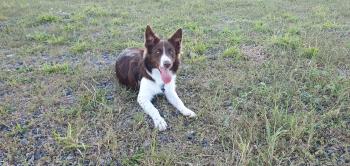 Zeus, Border Collie