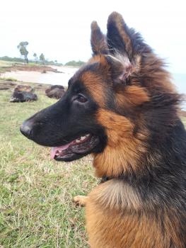 Ragnar du Domaine de la Brie, Berger Allemand
