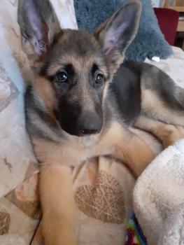 Luna, Perro Pastor Alemán