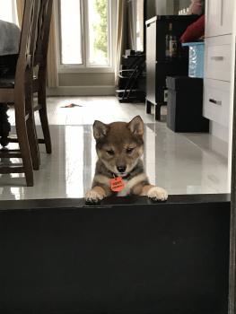 Kimi, Shiba