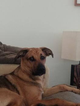 MAX, Otros perros