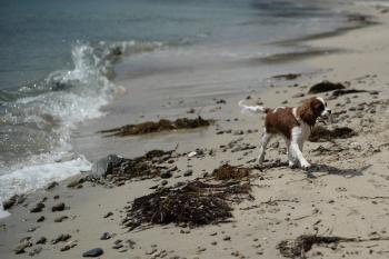 Jojo, Cavalier King Charles