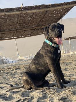 Drago, Dogo Canario