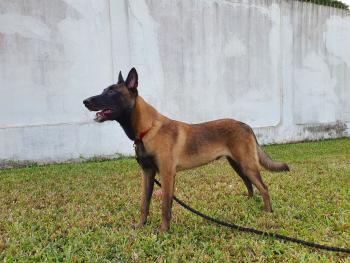 Riko, Berger Malinois