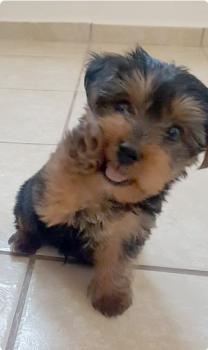 Neo, Yorkshire Terrier