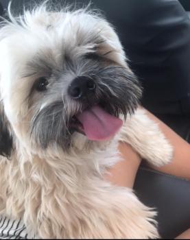 Pipo, Shih Tzu