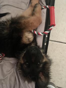 Shamrock, Berger Allemand