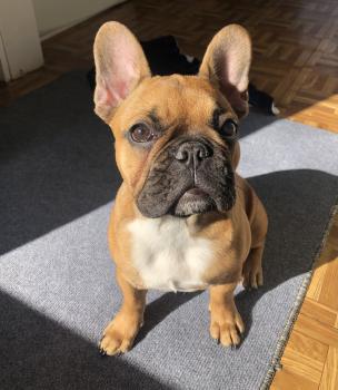 Bertie, Französische Bulldogge