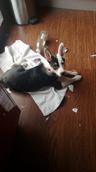 Echo, Border Collie