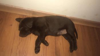 Max, Labrador Retriever