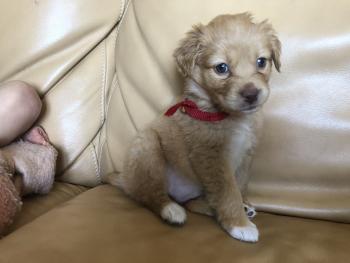 Saïka, Pastor Australiano