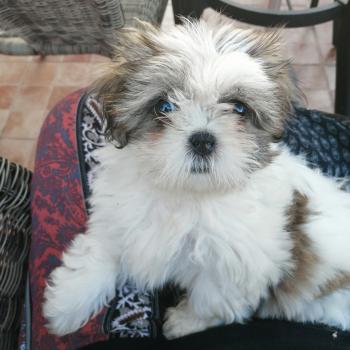 Paris, Shih Tzu