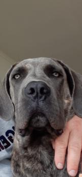 B.O., Cane Corso