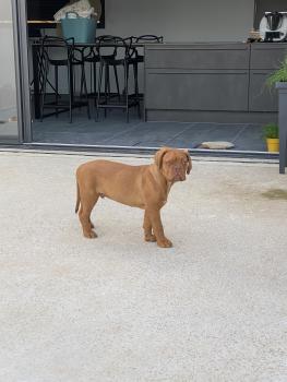 Rosko, Dogo De Burdeos