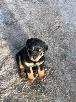 Luna, Rottweiler