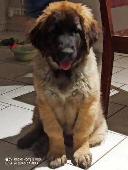 Sweetie, Leonberg