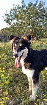 Maya, Australian Shepherd Dog