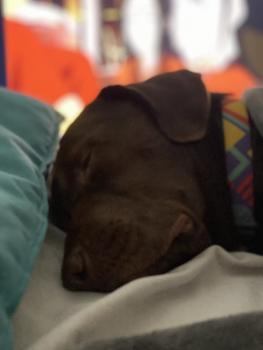 Phabullo, Labrador Retriever