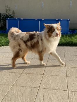 Roucky, Pastor Australiano