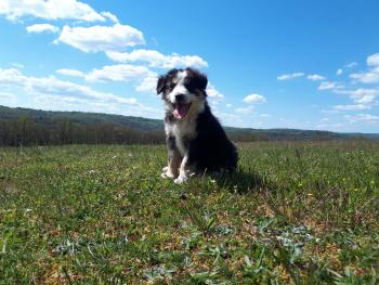 Kiwi, Border Collie