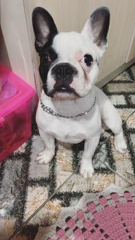 Alfredo, Französische Bulldogge